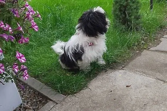 Piesek Shih Tzu Suczka, Wielkopolskie, Wronki