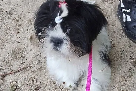 Piesek Shih Tzu Suczka, Wielkopolskie, Wronki