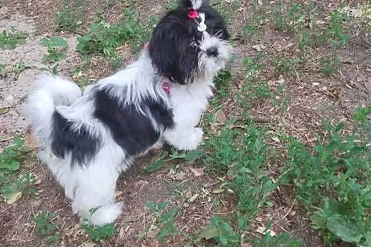 Piesek Shih Tzu Suczka, Wielkopolskie, Wronki