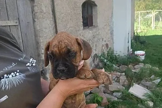 Bokser piesek, Warmińsko-mazurskie, Zakrzewo