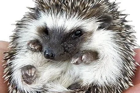 Jeż Pigmejski samiczka oswojona, Mazowieckie, Wołomin