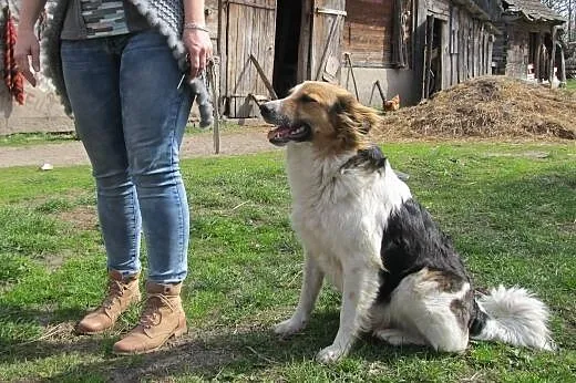 suńki do adopcji,  podlaskie Białystok
