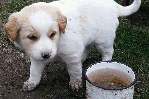 Suńki do adopcji,  podlaskie Białystok