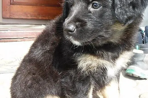 Suńki do adopcji,  podlaskie Białystok