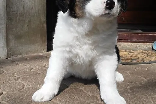 Suńki do adopcji,  podlaskie Białystok