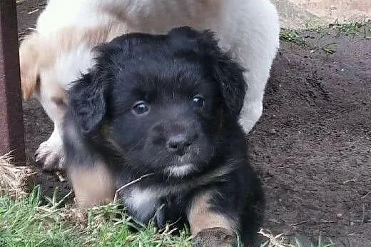 Suńki do adopcji,  podlaskie Białystok