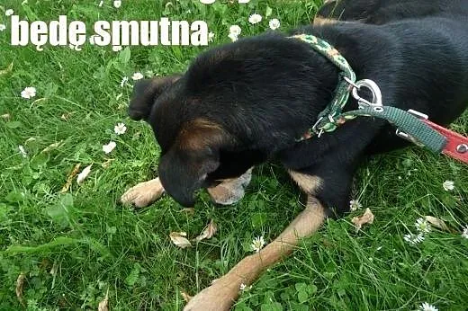 UNormowany psiak szuka miłości do końca życia, teg
