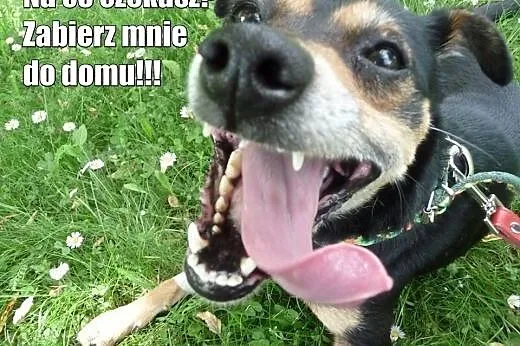 UNormowany psiak szuka miłości do końca życia, teg
