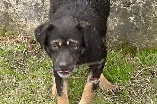 Human młody piesek potrzebuje odpowiedzialnego i d