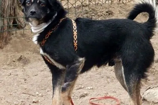 Human młody piesek potrzebuje odpowiedzialnego i d