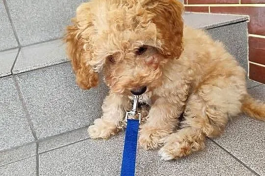 Maltipoo chłopcy F1b