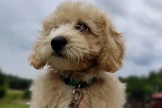 Maltipoo chłopcy F1b, Lubelskie, Tereszpol-Zygmunty