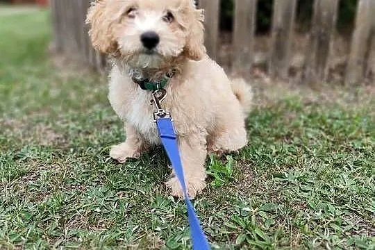 Maltipoo chłopcy F1b, Lubelskie, Tereszpol-Zygmunty