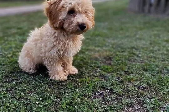 Maltipoo chłopcy F1b, Lubelskie, Tereszpol-Zygmunty