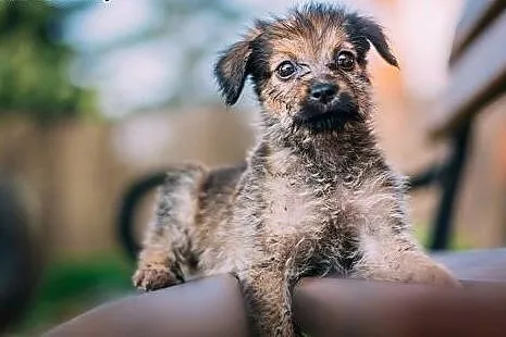 Marysiątka - sześć maluchów do pilnej adopcji,,  m