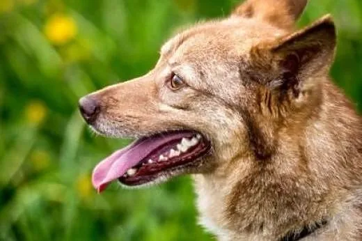 Nic tak nie ogrzeje serca, jak zimny nosek Novej, 