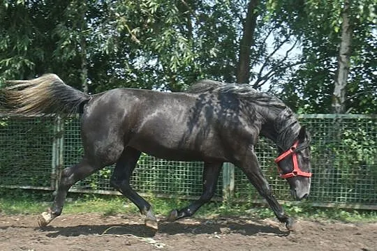 *** Sprzedam parę siwych klaczy ***, , 