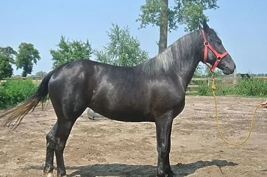 *** Sprzedam parę siwych klaczy ***, , 