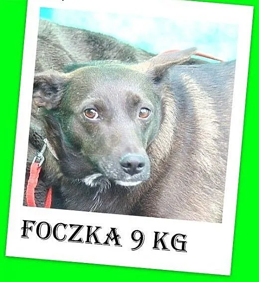 9 kg,przerazona schroniskiem,czekoladowa,łagodna s