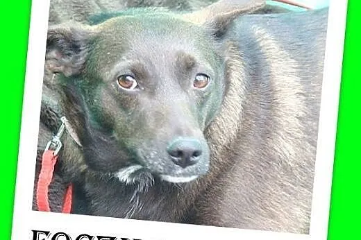 9 kg,przerazona schroniskiem,czekoladowa,łagodna s