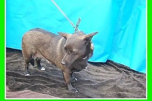 9 kg,przerazona schroniskiem,czekoladowa,łagodna s