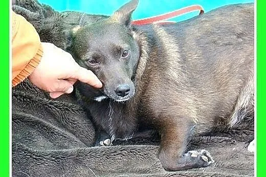 9 kg,przerazona schroniskiem,czekoladowa,łagodna s