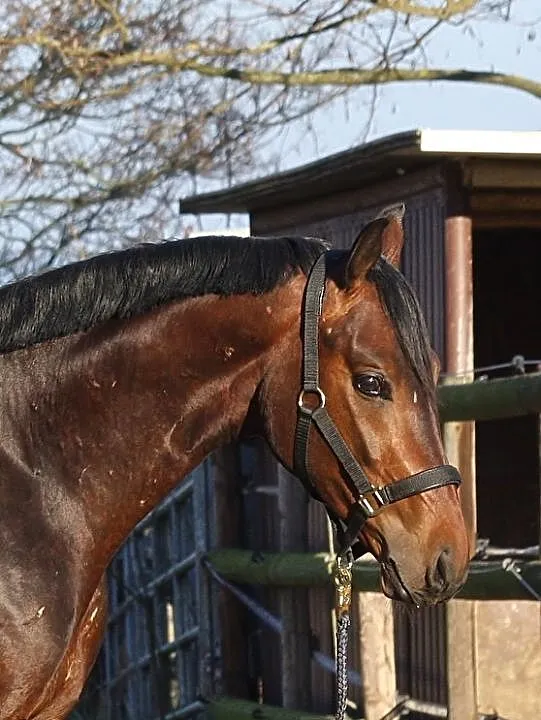 Beautiful young gelding ideal for smale multitalented dressage rider, ,