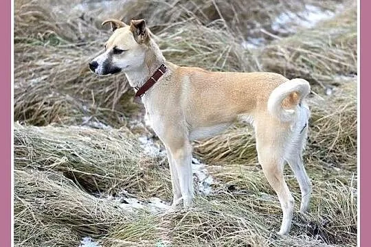 Mała,smukła 8 kg,łagodna,przytulaśna,rezolutna sunia SARI_Adopcja