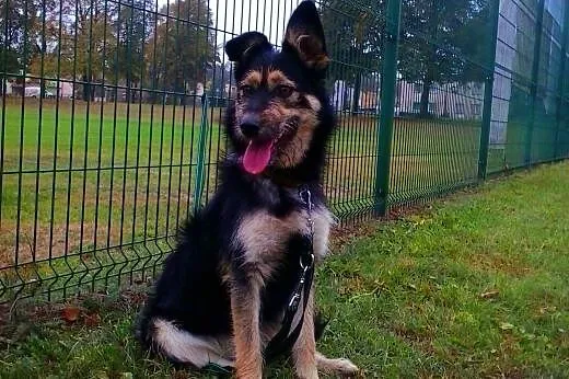 Psota 1,5 roczna sunia szuka domu,  wielkopolskie 