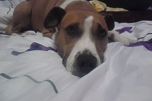 FIONA w typie TTB szuka domu...na zawsze,  wielkopolskie Poznań