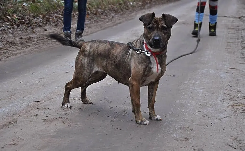 MISIA w typie TTB do adopcji Poznań