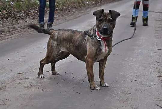 MISIA w typie TTB do adopcji Poznań