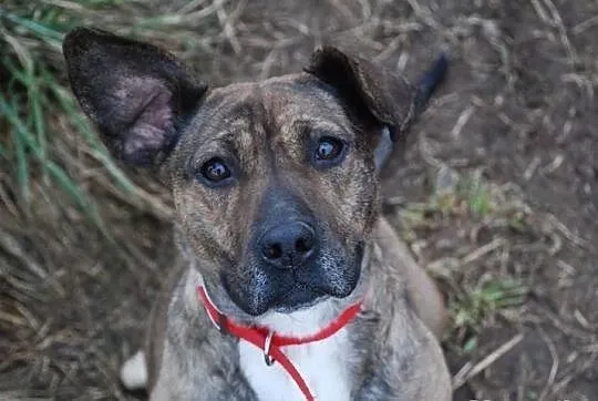 MISIA w typie TTB do adopcji Poznań