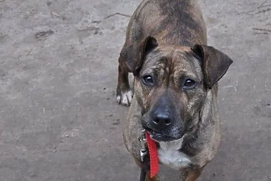 MISIA w typie TTB do adopcji Poznań