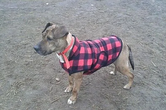 MISIA w typie TTB do adopcji Poznań