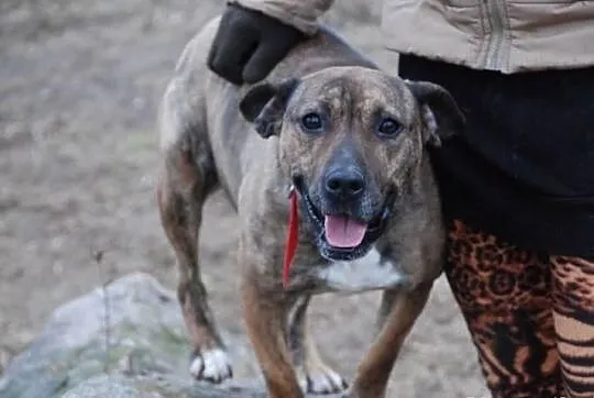 MISIA w typie TTB do adopcji Poznań