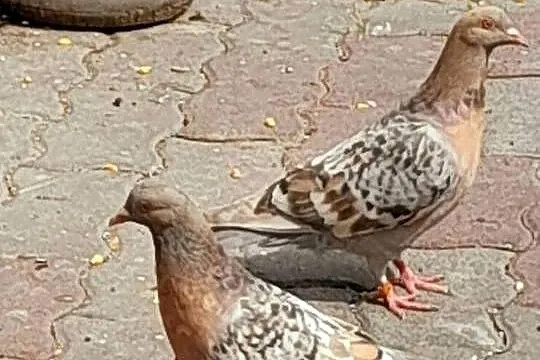 Skowronki koburskie irysie  i strassery