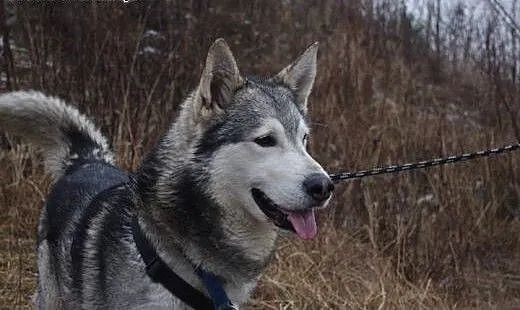 Cezar - młodziutki, radosny alaskan malamute szuka