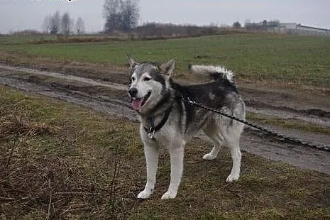 Cezar - młodziutki, radosny alaskan malamute szuka