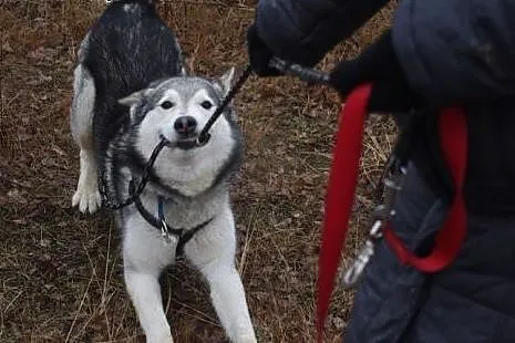 Cezar - młodziutki, radosny alaskan malamute szuka
