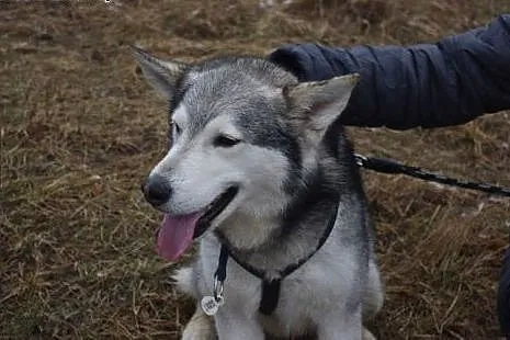 Cezar - młodziutki, radosny alaskan malamute szuka
