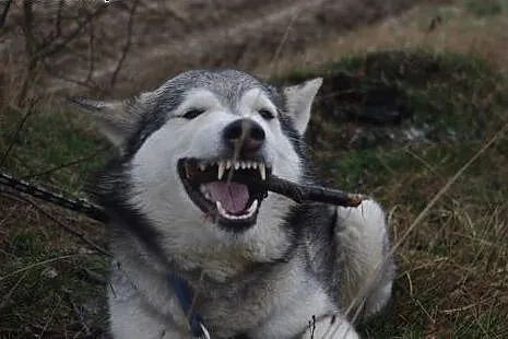Cezar - młodziutki, radosny alaskan malamute szuka