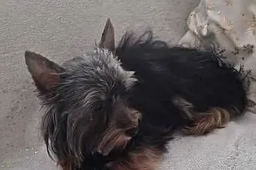 Yorkshire Terrier - reproduktor, Śląskie, Katowice