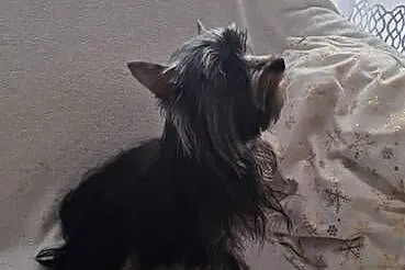 Yorkshire Terrier - reproduktor, Śląskie, Katowice
