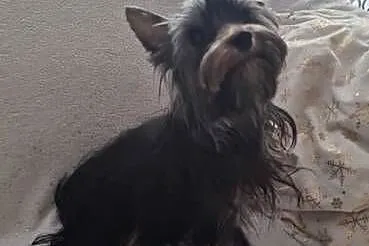 Yorkshire Terrier - reproduktor, Śląskie, Katowice