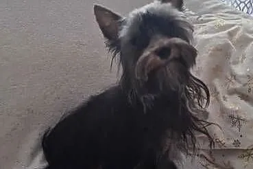 Yorkshire Terrier - reproduktor, Śląskie, Katowice