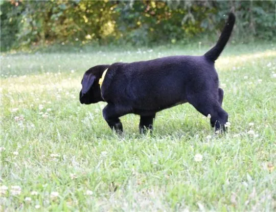 Dwa szczeniaki labradora. Napisz do nas na WhatsApp: +27848239748, , Wronów