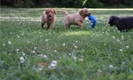 Dwa szczeniaki labradora. Napisz do nas na WhatsApp: +27848239748