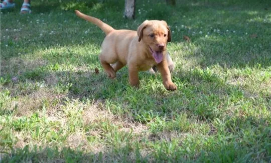 Dwa szczeniaki labradora. Napisz do nas na WhatsApp: +27848239748, , Wronów