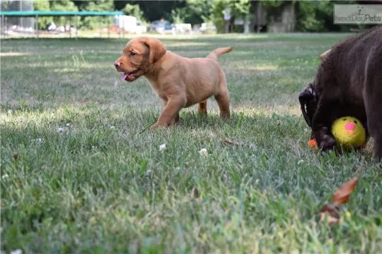 Dwa szczeniaki labradora. Napisz do nas na WhatsApp: +27848239748, , Wronów
